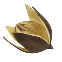 Sušený květ lilie – elegantní přírodní dekorace do aranžmá a váz